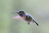 Calliope Hummingbird