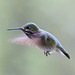 Calliope Hummingbird