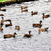 A Paddling Of Ducks,