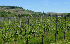 Weinberge bei Ahrweiler