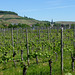 Weinberge bei Ahrweiler