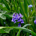 Bluebells in the undergrowth