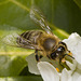 IMG 9777 Honeybeev2