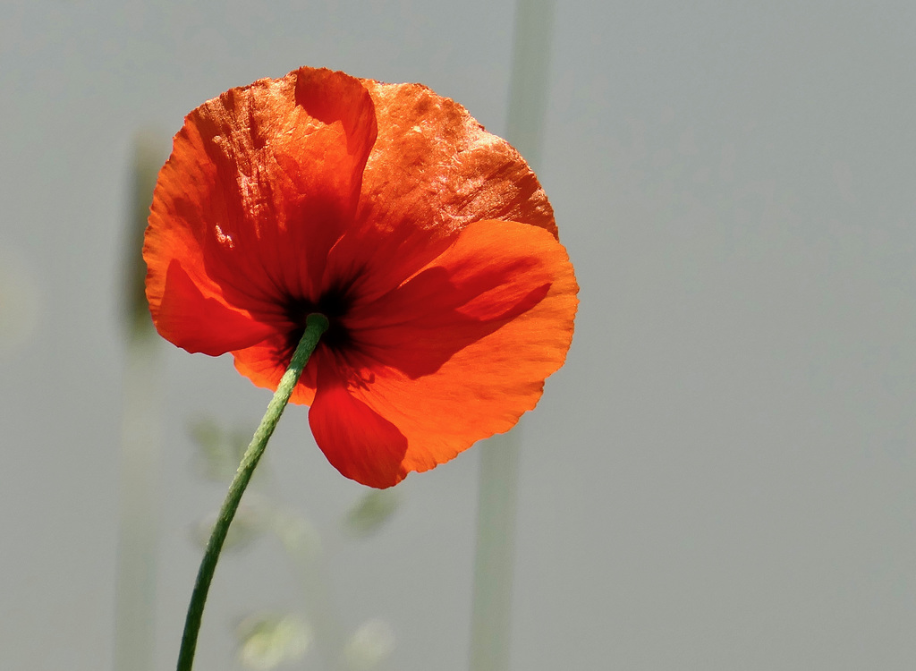 Mohnblüte im Wind