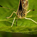 Das Landkärtchen (Araschnia levana)  hat sich in Position gebracht :))  The small map (Araschnia levana) has got into position :))  La petite carte (Araschnia levana) s'est mise en place :))