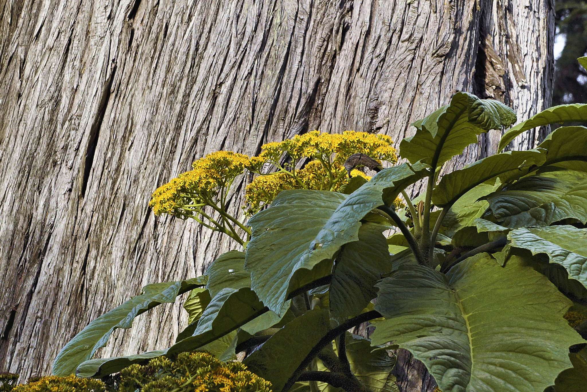 Going Against the Grain – San Francisco Botanical Garden, Golden Gate Park, San Francisco, California