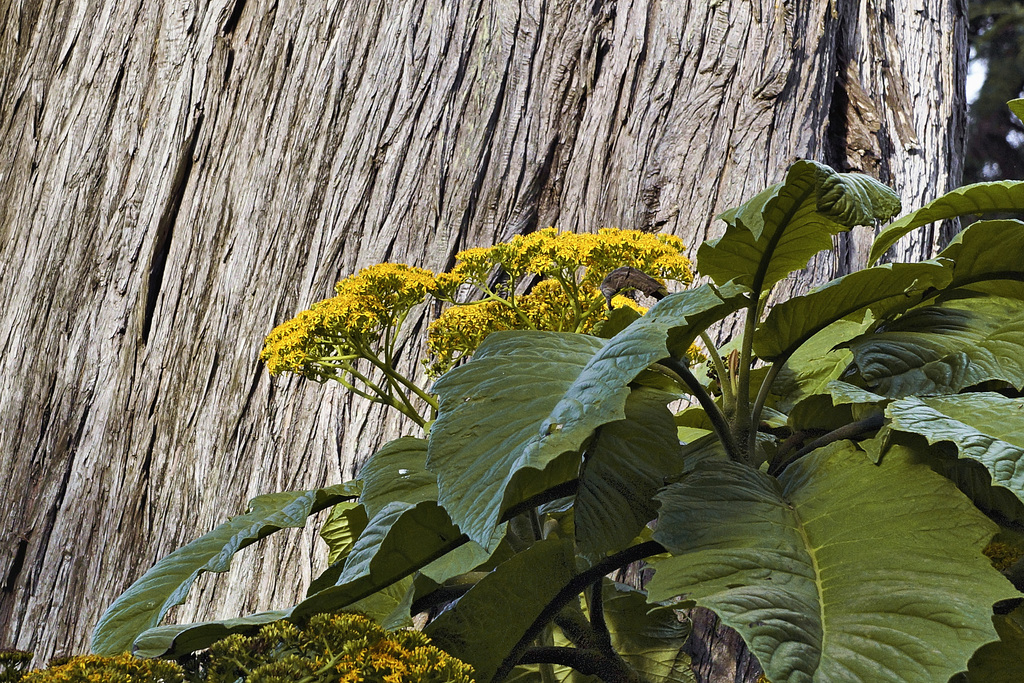 Going Against the Grain – San Francisco Botanical Garden, Golden Gate Park, San Francisco, California