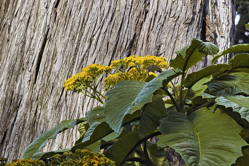 Going Against the Grain – San Francisco Botanical Garden, Golden Gate Park, San Francisco, California