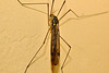 IMG 0804cranefly