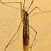 IMG 0804cranefly