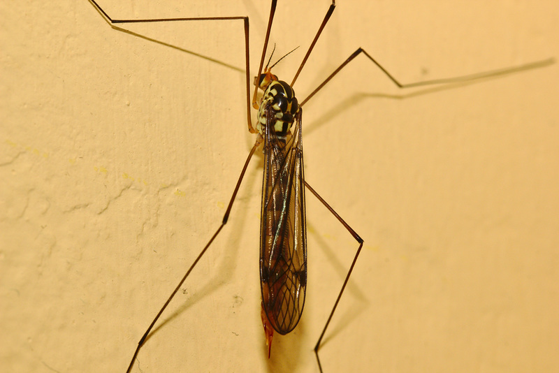 IMG 0804cranefly