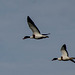 tadornes de belon (Tadorna tadorna) au-dessus de l'étang du grand Glareins