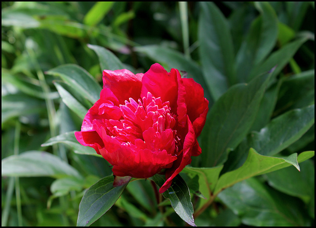 Madame Henry Fuchs (2)