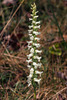 Spiranthes cernua (Nodding Ladies'-tresses orchid)