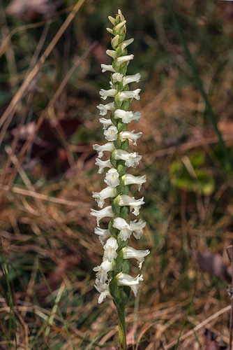 Spiranthes cernua (Nodding Ladies'-tresses orchid)