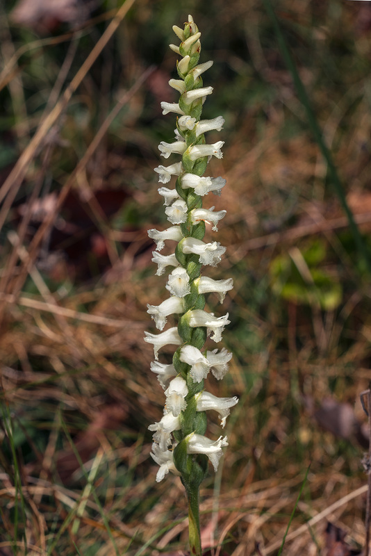 Spiranthes cernua (Nodding Ladies'-tresses orchid)