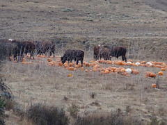 As the cattle across the road enjoy their post-Halloween windfall, I am eagerly anticipating pumpkin-spiced rib roast for Christmas dinner.