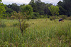 Platanthera leucophaea (Eastern Prairie Fringed orchid) wet meadow habitat