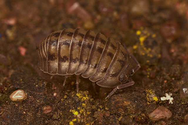 Woodlouse  EF7A2436