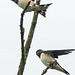 Juvenile Swallows