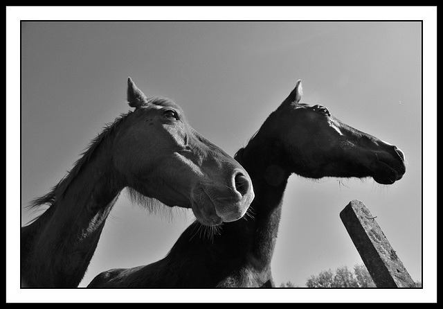 Les curieux