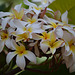 Plumeria - Kokohead Crater Botanical Gardens