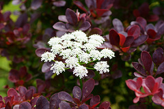 Giersch in roter Hecke