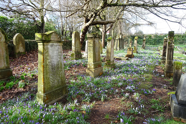 Crocuses In Rhu