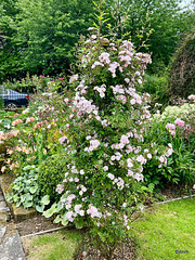 Summer morning in the courtyard