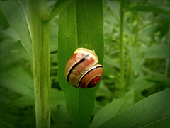 Hainbänderschnecke am Blatt