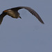 héron bihoreau (Nycticorax nycticorax) au-dessus de l'étang du grand Glareins