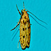 Moth 1