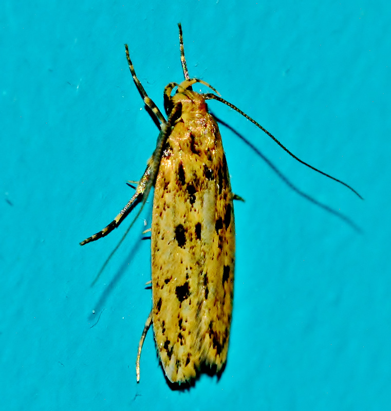Moth 1