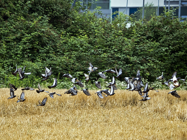 Assault at the wheat field