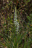 Spiranthes cernua (Nodding Ladies'-tresses orchid)