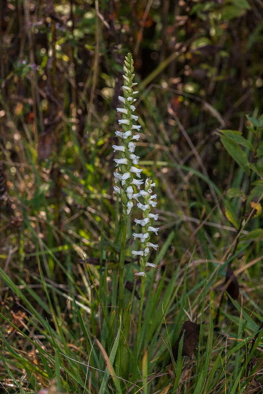 Spiranthes cernua (Nodding Ladies'-tresses orchid)