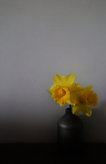 daffs 6