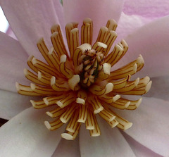 Coeur de Magnolia étoilé...