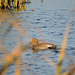 Gadwall