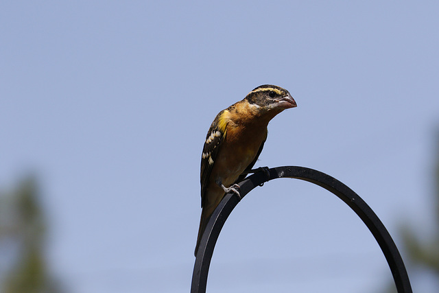 Black-headed Grosbeak