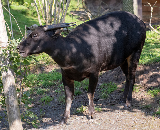 Lowland anoa