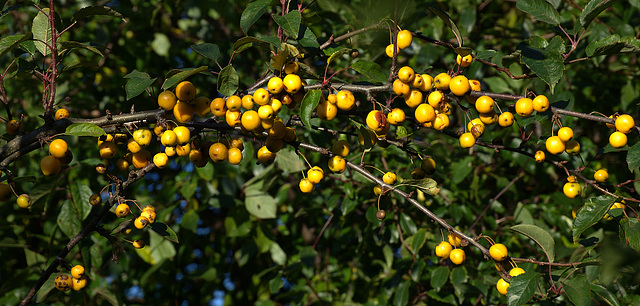 Season Of Mellow Fruitfulness
