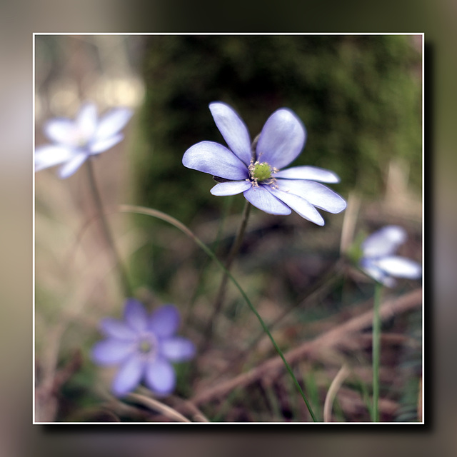 kleines Blümchen ganz groß