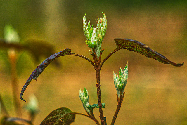 Hydrangea Opening (2)