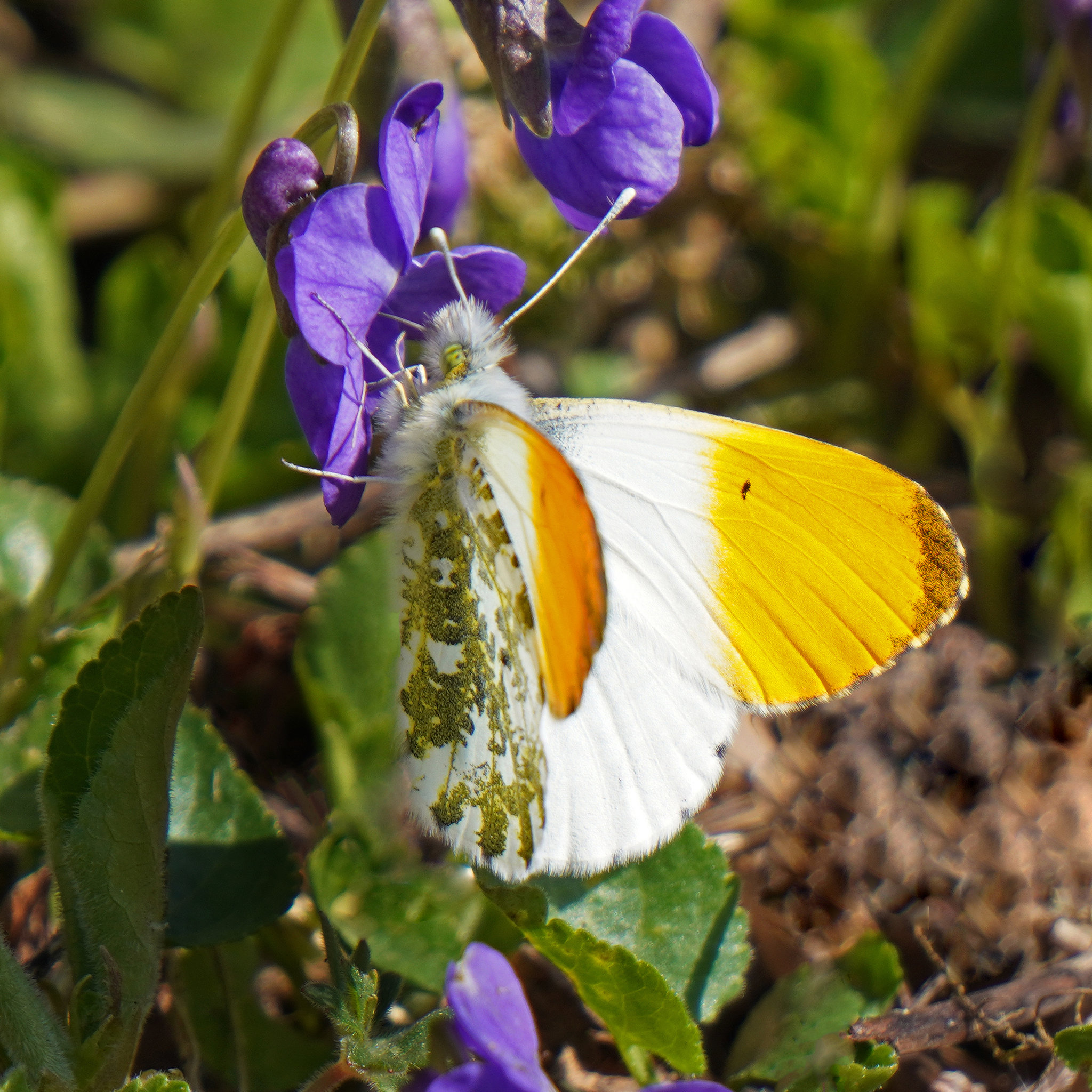 Einer der ersten Frühlingsboten - One of the first spring heralds - PiP