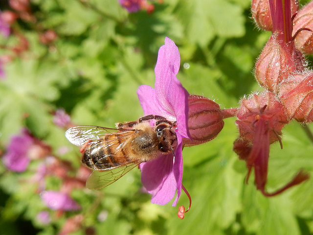 Bienenfleiß