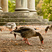 Wildgänse am Tempel Wildgänse am Tempel