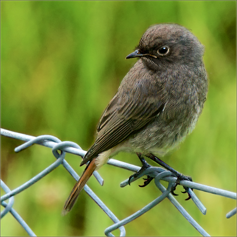 Rougequeue noir - black redstart - Hausrotschwanz