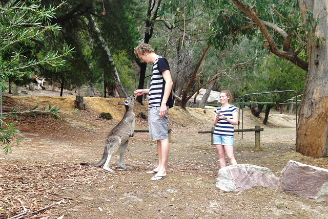 and more kangaroos