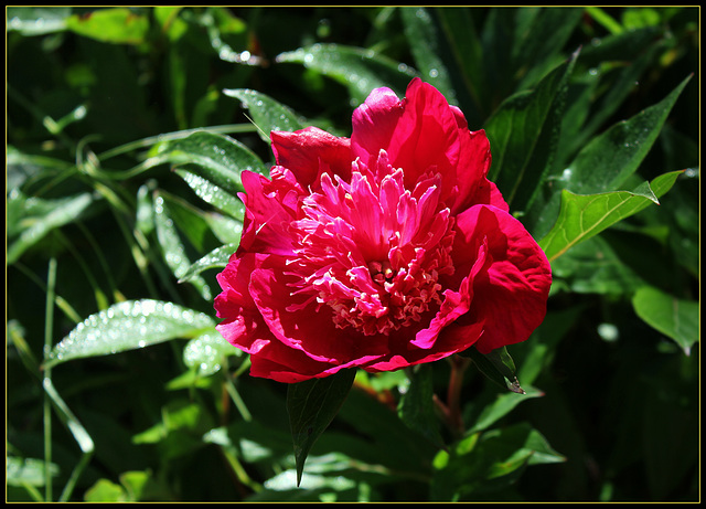 Madame Henry Fuchs (3)